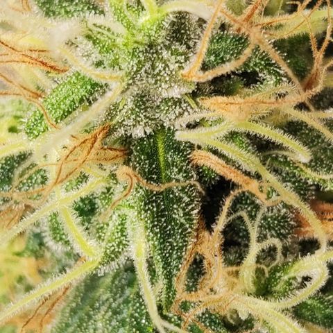 Lala growlog timeline photo