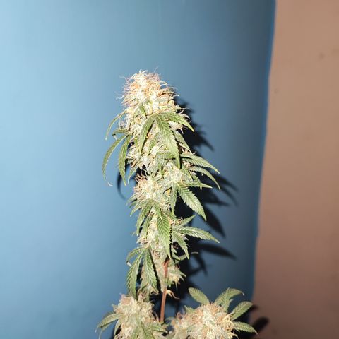 Lala growlog timeline photo