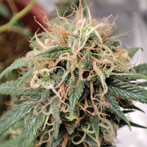 Lala growlog timeline photo