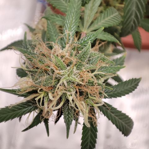 Lala growlog timeline photo