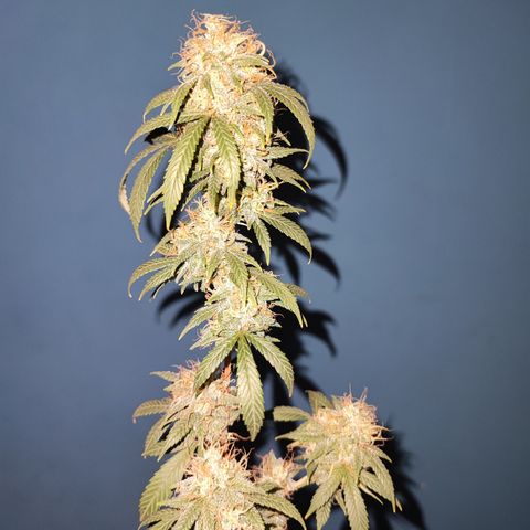 Lala growlog timeline photo