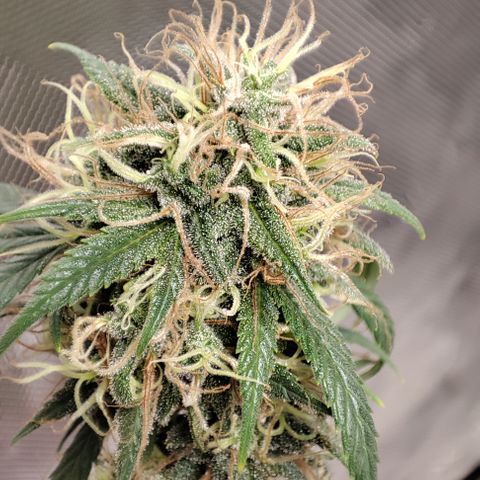 Lala growlog timeline photo