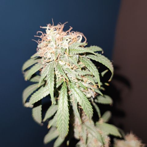 Lala growlog timeline photo