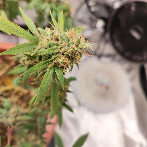 Lala growlog timeline photo