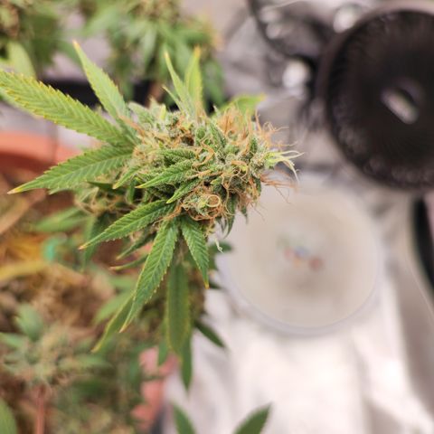Lala growlog timeline photo