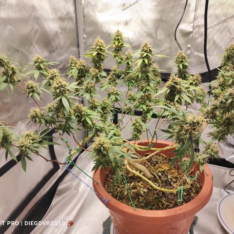 Lala growlog timeline photo