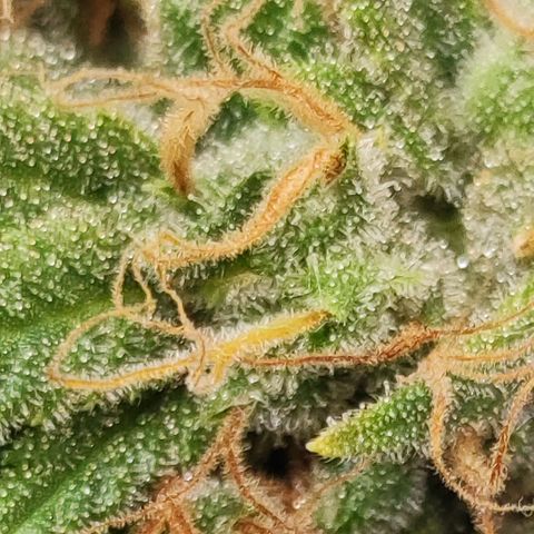 Lala growlog timeline photo