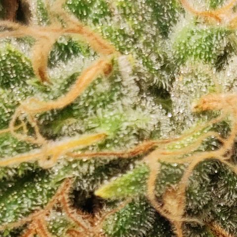 Lala growlog timeline photo