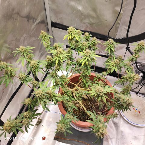 Lala growlog timeline photo