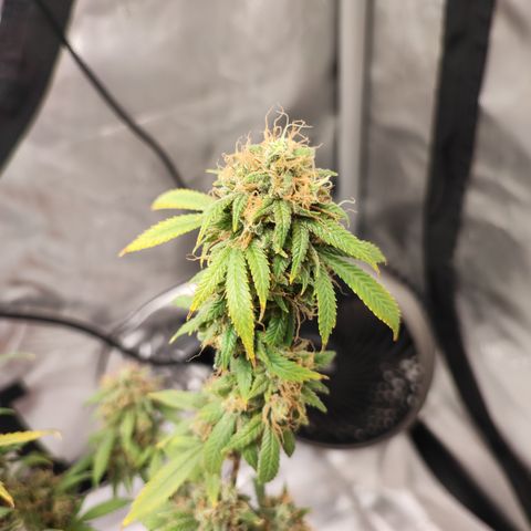 Lala growlog timeline photo