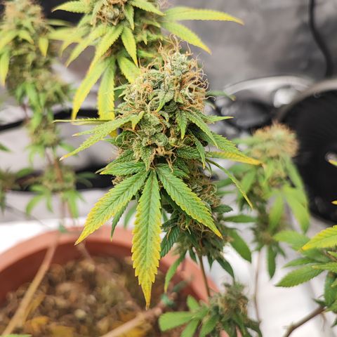 Lala growlog timeline photo