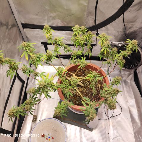 Lala growlog timeline photo