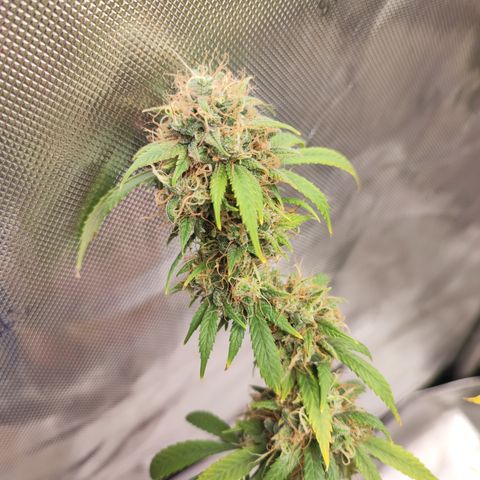 Lala growlog timeline photo