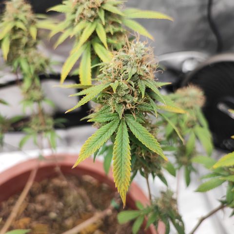 Lala growlog timeline photo
