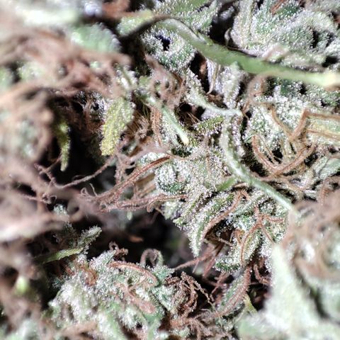 Lala growlog timeline photo