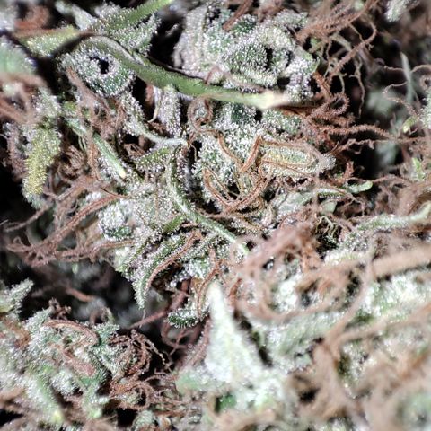Lala growlog timeline photo