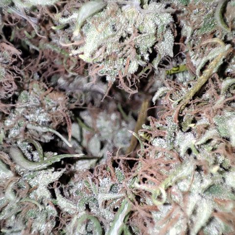 Lala growlog timeline photo