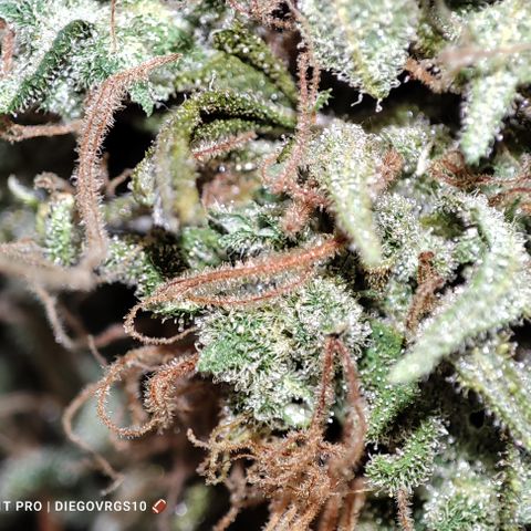 Lala growlog timeline photo