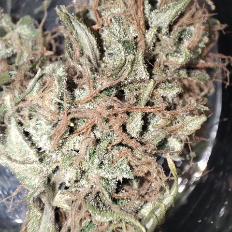 Lala growlog timeline photo
