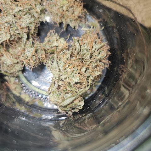Lala growlog timeline photo
