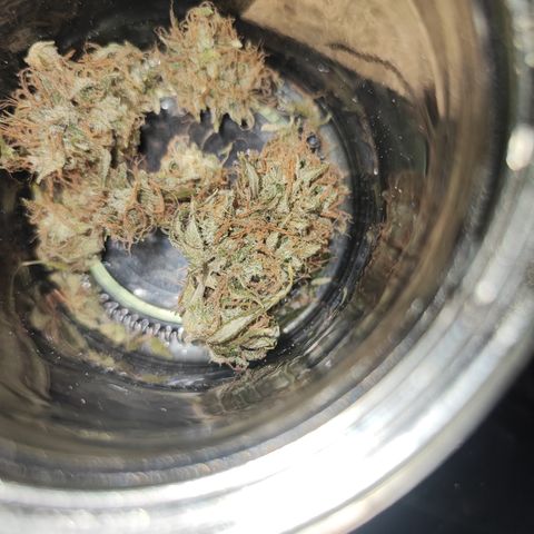 Lala growlog timeline photo