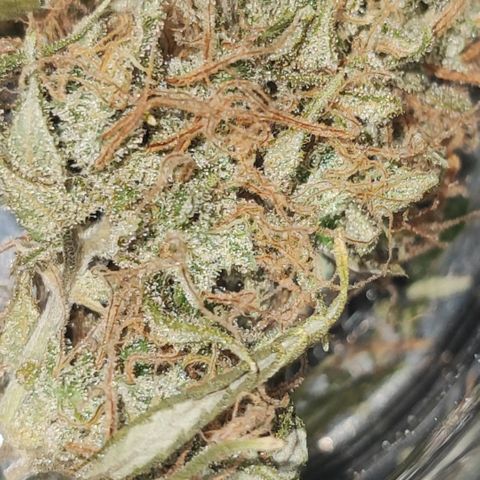 Lala growlog timeline photo