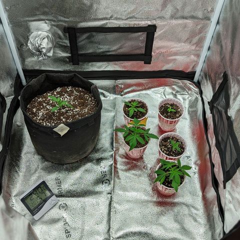 Sinmint Cookies #1 growlog photo: New indoor tent set up
18 hrs per day... Light i