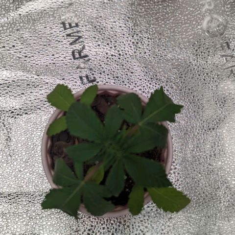 Sinmint Cookies #1 growlog photo: Outgrown the solo cup, roots out of the bottom. Droopy leaves 