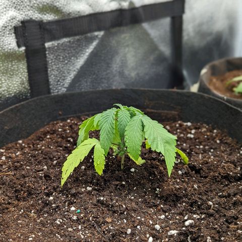 Sinmint Cookies #1 growlog photo: Transplanted into 5 oz pot. Will live outside. 
