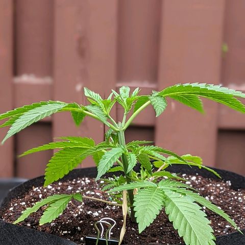 Sinmint Cookies #1 growlog timeline photo