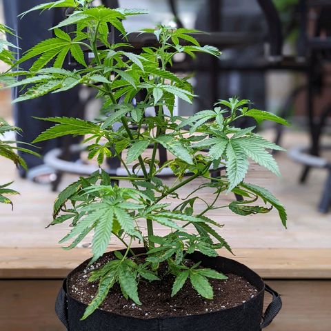 Sinmint Cookies #1 growlog timeline photo