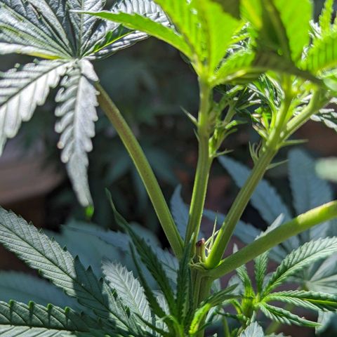 Sinmint Cookies #1 growlog timeline photo