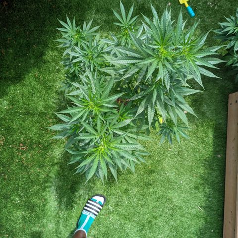 Sinmint Cookies #1 growlog timeline photo