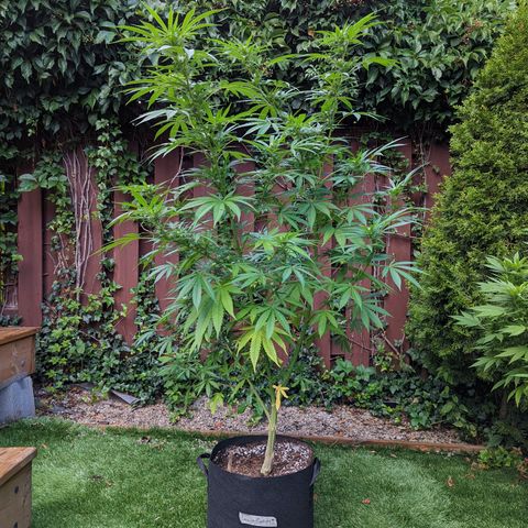 Sinmint Cookies #1 growlog timeline photo