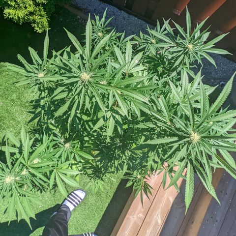 Sinmint Cookies #1 growlog timeline photo