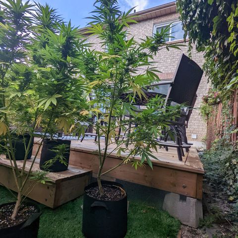 Sinmint Cookies #1 growlog timeline photo