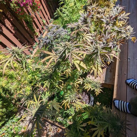 Sinmint Cookies #1 growlog timeline photo