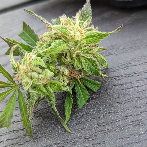 Sinmint Cookies #1 growlog photo: Found 2 buds that had bud rot. Got rid of them and anything affected around it. Not much tho, let's hope nothing happens during drying. 