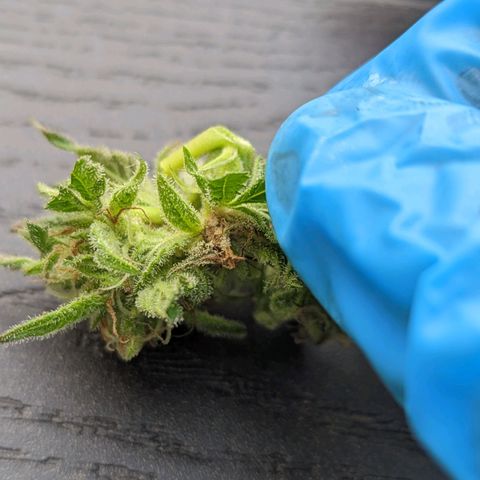Sinmint Cookies #1 growlog photo: Found 2 buds that had bud rot. Got rid of them and anything affected around it. Not much tho, let's hope nothing happens during drying. 