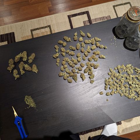 Sinmint Cookies #1 growlog timeline photo