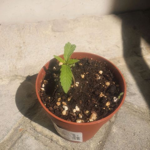 Cherry Pie Auto growlog timeline photo