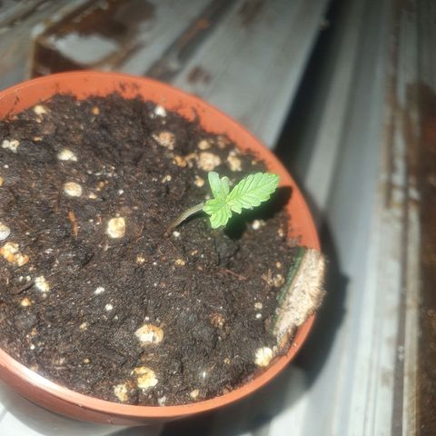 Cherry Pie Auto growlog timeline photo