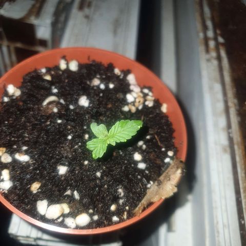 Cherry Pie Auto growlog timeline photo