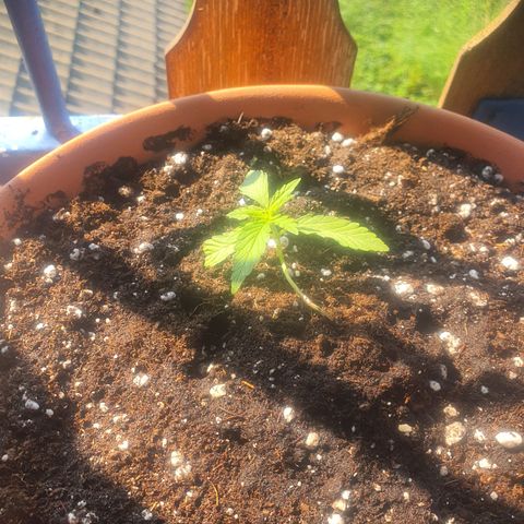 Cherry Pie Auto growlog timeline photo