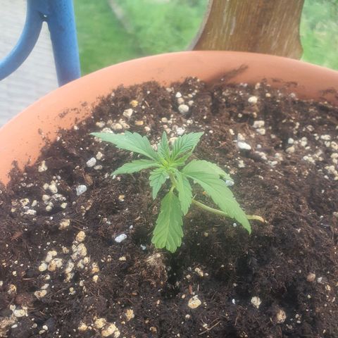 Cherry Pie Auto growlog timeline photo