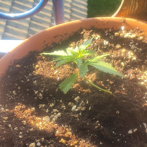 Cherry Pie Auto growlog photo: Topped today