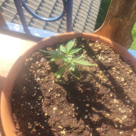 Cherry Pie Auto growlog timeline photo