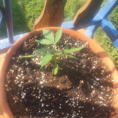 Cherry Pie Auto growlog timeline photo