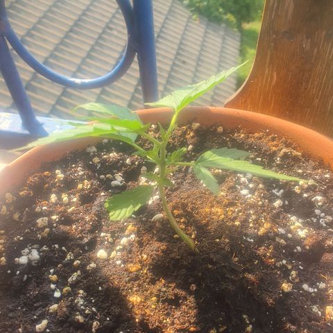 Cherry Pie Auto growlog timeline photo