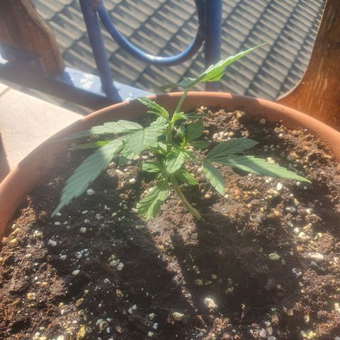 Cherry Pie Auto growlog timeline photo